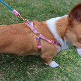 Harness With Matching Lead